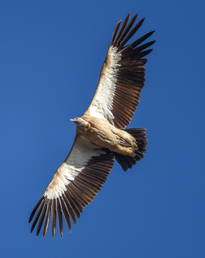 Gyps himalayensis - Himalayan vulture